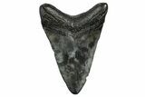 Fossil Megalodon Tooth - South Carolina #372385-1
